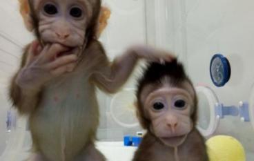 Китай клонировал обезьян кто следующий?